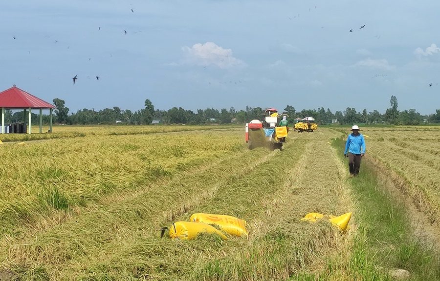 Đồng lúa mùa thu hoạch