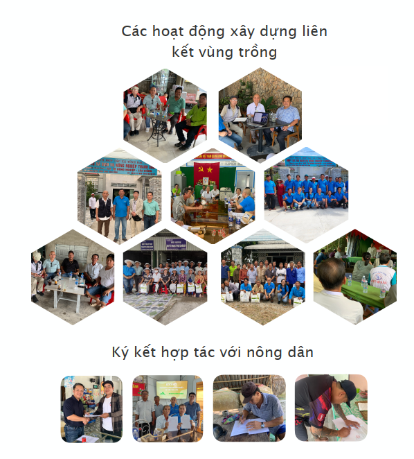 Hoạt động xây dựng vùng trồng.