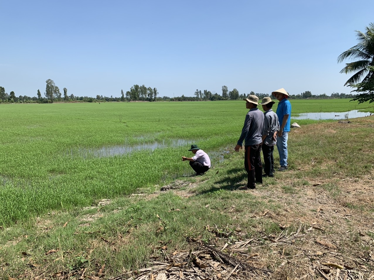 Kỹ sư thăm và chăm sóc vùng trồng lúa hữu cơ