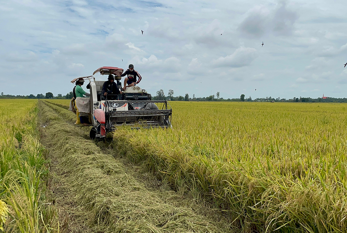 50 ha lúa giảm phát thải đầu tiên vào vụ thu hoạch