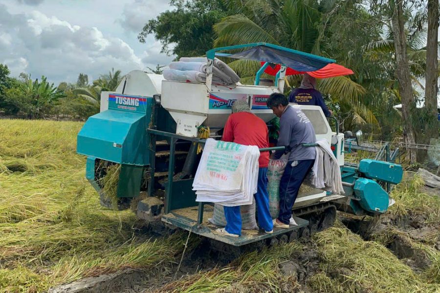 Tiếp tục thu hoạch lúa hè thu trên cánh đồng giảm phát thải đầu tiên