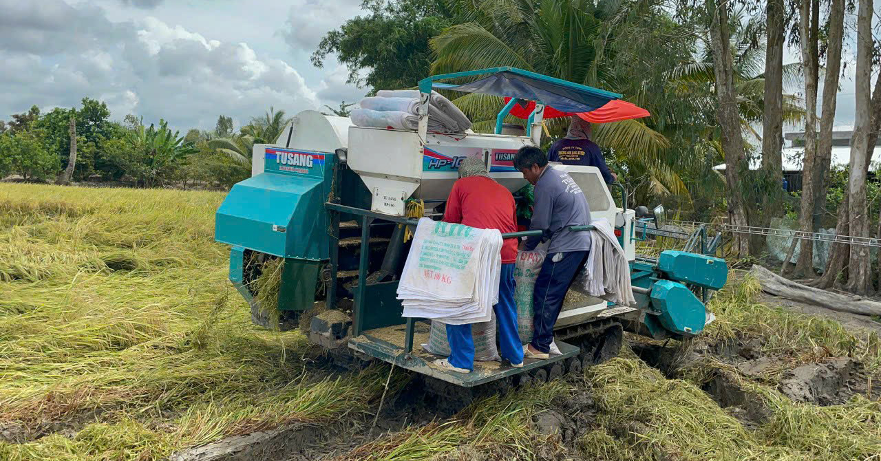 Tiếp tục thu hoạch lúa hè thu trên cánh đồng giảm phát thải đầu tiên