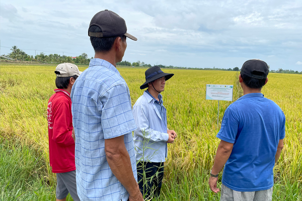 50 ha lúa giảm phát thải đầu tiên