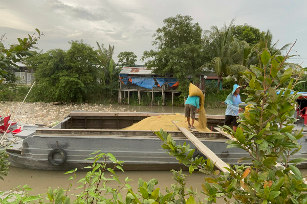 Tàu vận chuyển lúa thu hoạch trên cánh đồng 50 ha lúa giảm phát thải đầu tiên